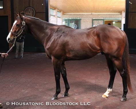 Nashville Housatonic Bloodstock