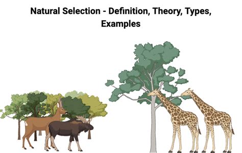 Natural Selection Definition Theory Types Examples Biology Notes