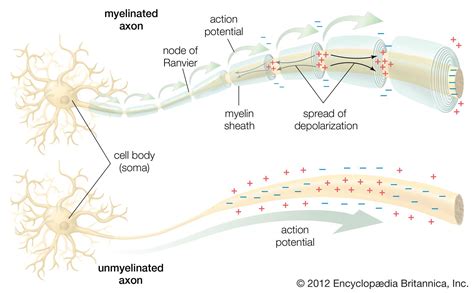 Unlocking Node of Ranvier Mysteries