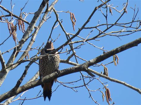 Northern Flicker From Tumwater Historical Park Tumwater Wa Us On