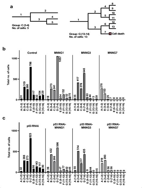 Number Of Progeny Produced From A Progenitor A Example Cell Lineages Number Of Progeny Produced From A Progenitor A Example Cell Lineages