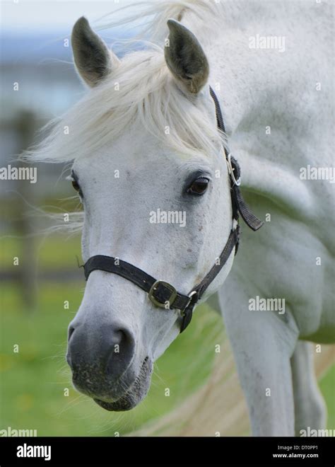 Old Grey Mare Hi Res Stock Photography And Images Alamy