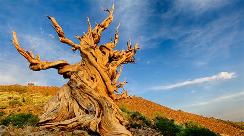Oldest Tree In The World Methuselah History Facts Amp More