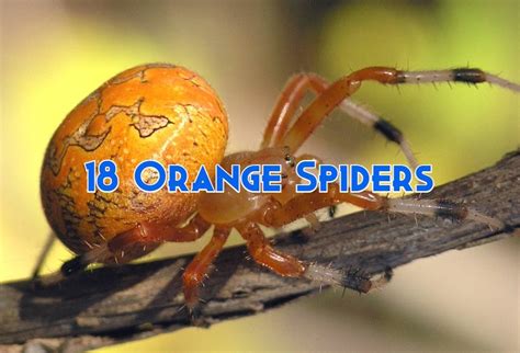 Mysterious Orange Spiders: Hidden Facts Revealed!
