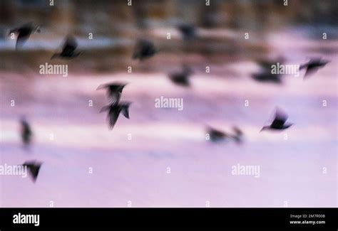 Pan Motion Blur View Of Flock Of Birds At Sunrise Monte Vista