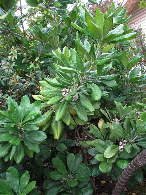 Pittosporum Napaliense Seeds Of Hawaii