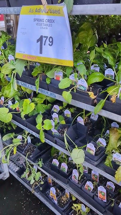 Plant Shopping In Coos Bay Garden Gardening Youtube