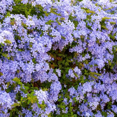 Plumbago Capensis: The Vibrant Gem of South African Gardens
