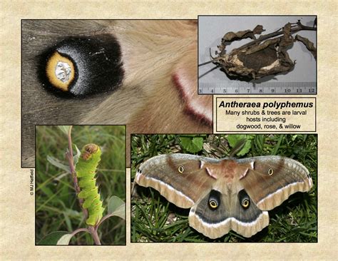 Polyphemus Moth Life Cycle Secrets Unveiled