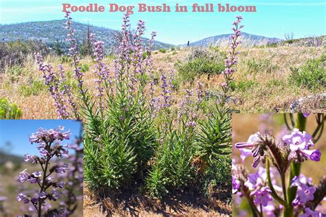 Poodle Dog Bush: Secret Garden Delight Unveiled