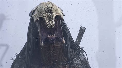 7 Ways Predator Prey In The Savvah Shape Ecosystems