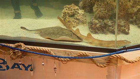 Pregnant Stingray Updates Charlotte Dies After Reproductive Disease Diagnosis As Aquarium Shares Heartbreaking News