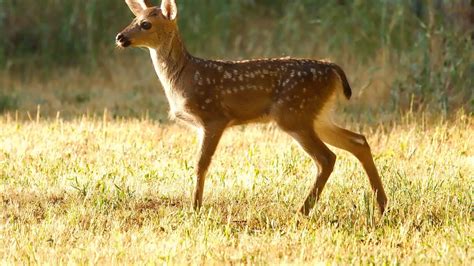 Understanding Prey for Animals: Nature's Hidden Balance