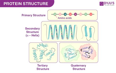 Protein Structure Levels Primary Secondary Tertiary Stock Vector Royalty Free 1819053869 Shutterstock