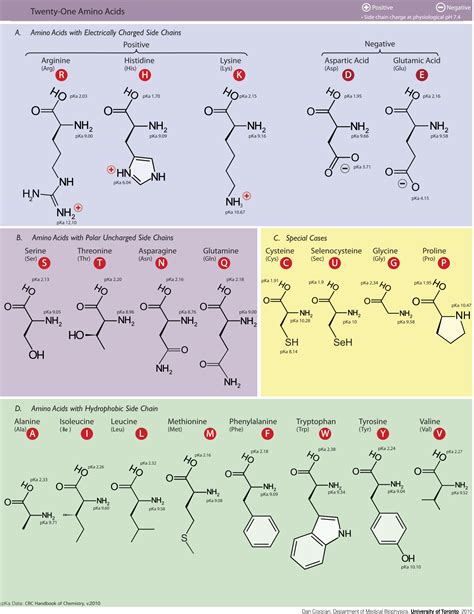 Proteins And Amino Acids Geeky Medics