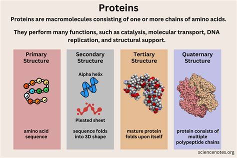 Proteins In Biology Made By Teachers