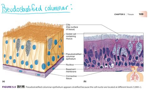 Unlocking Pseudostratified Columnar Epithelium Secrets