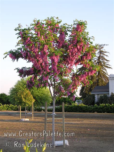 Purple Robe Locust Roots At Tami Smith Blog