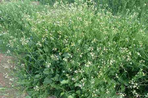 Discover the Surprising Benefits of Wild Raphanus Raphanistrum in Your Garden