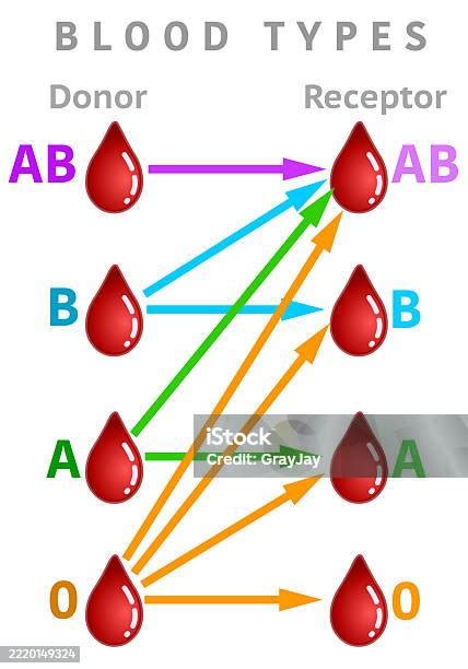 Recipient And Donor Blood Types Transfusion Schema A Ab B 0 Rh Group