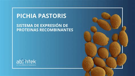 Recombinant Proteins Made In Pichia Pastoris