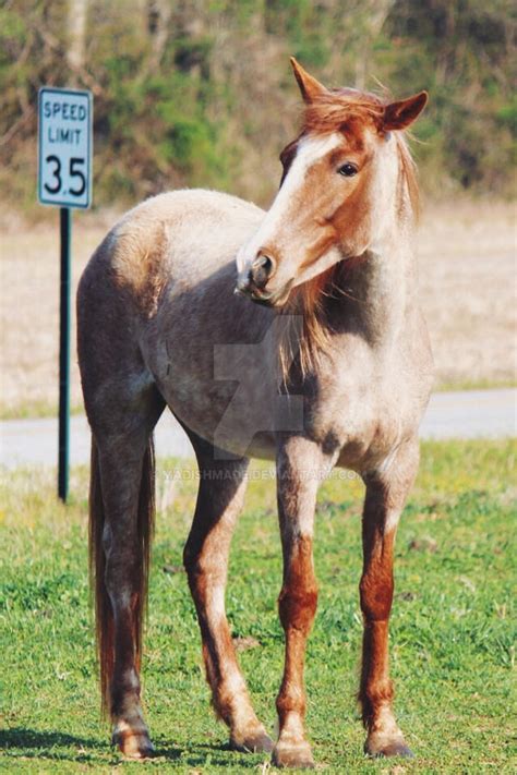Red Roan Kentucky Mountain Horse