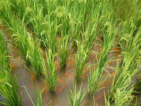 Rice Paddy Field Secrets Unveiled