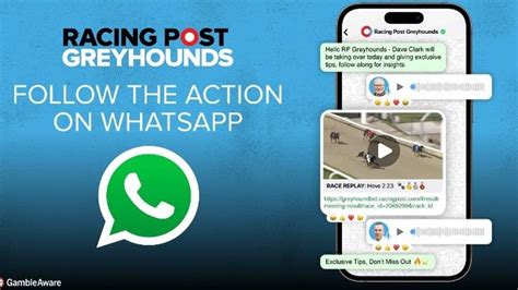 Rp Greyhounds Now On Whatsapp And Here Amp 39 S How You Can Follow Our Rp Greyhounds Now On Whatsapp And Here Amp 39 S How You Can Follow Our