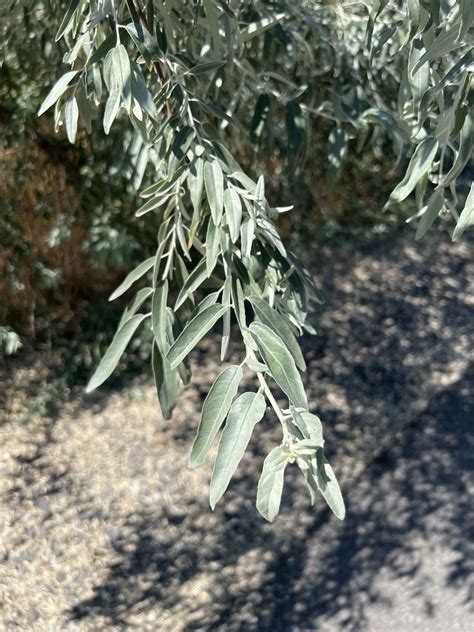 Russian Olive From W Summit Pkwy Spokane Wa Us On July 31 2022 At