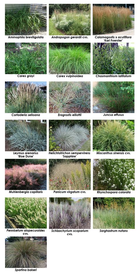 Salt Tolerant Roadside Grasses Does Anything Actually Survive Salt Tolerant Roadside Grasses Does Anything Actually Survive