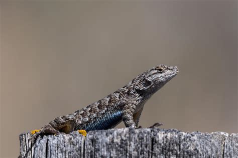 Sceloporus Occidentalis: Western Sagebrush Lizard Insights