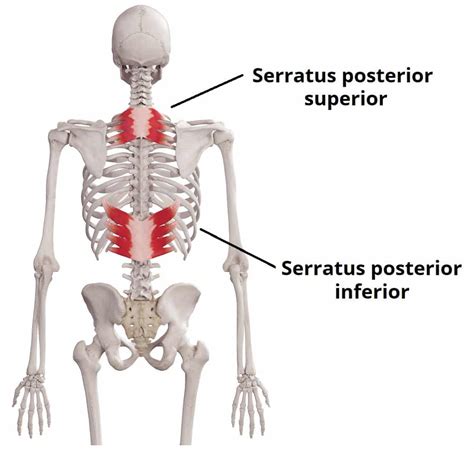 Unraveling the Secrets of Serratus Posterior Inferior Muscle: Your Ultimate Guide