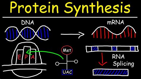Simple Drawing Of Protein Synthesis: A Quick Visual Guide