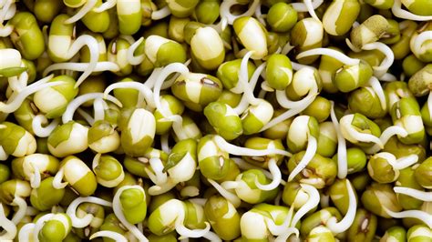 Sprouts Beans 1 Lb Brooklyn Fare