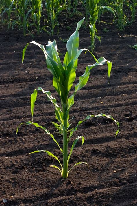 Corn Stalk Secrets: Hidden Benefits Unveiled
