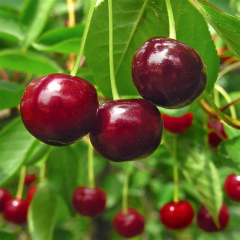 Unlock Secrets of Stella Cherry Success