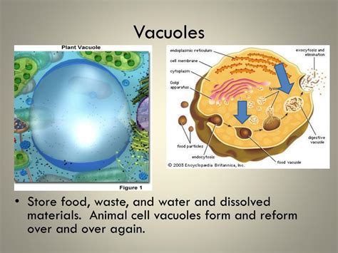 Store Nutrients Efficiently: Breakthrough Strategy Unveiled