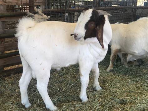 Stud Buck Service Savanna Mini Lamancha And Mini Nubian 1 Garden