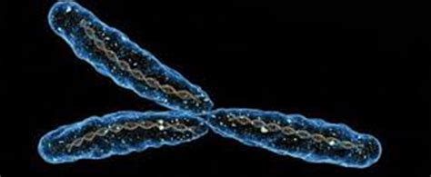 Stuff To Read Why Should Our Y Chromosome Disappear After All Thasso Stuff To Read Why Should Our Y Chromosome Disappear After All Thasso