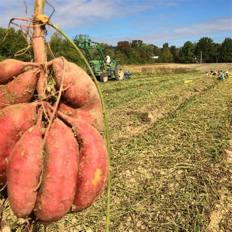 Sweet Potatoes Bulk 10 Lbs Mile Creek Farm Sweet Potatoes Bulk 10 Lbs Mile Creek Farm
