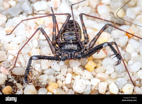Uncover the Mysteries of the Tailless Whip Scorpion: A Hidden Wonder of Nature