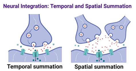 Decoding Temporal vs Spatial Summation: Key Insights for Neuroscientists