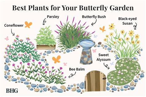 Uncover Secrets of the Butterfly Garden