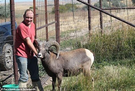 The Cloned Marco Polo Argali Sheep Previously Known As Montana Mountain King Has Found A New Home At The Rosamond Gifford Zoo In Syracuse Ny After Being Seized From The Possession Of A Montana Man