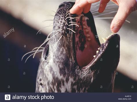 The Evil Seal Trainer