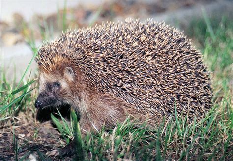 The Hedgehog Wikipedia
