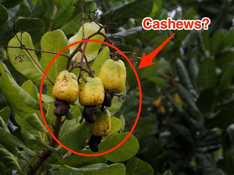 The Internet Just Realized This Is How Cashews Grow And People Are Stunned Abc News
