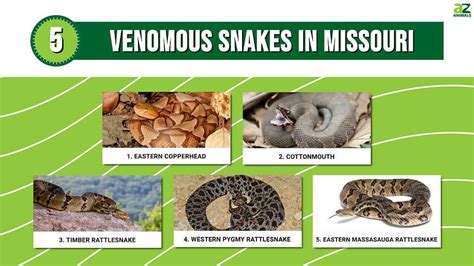 The Venomous Snakes Of Missouri