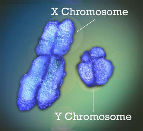 The Y Chromosome Is Disappearing So What S In The Future For Men The Wire The Y Chromosome Is Disappearing So What S In The Future For Men The Wire
