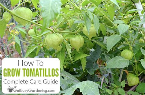 Tomatillos How To Plant Grow And Care For Tomatillo Amp Quot Green Tomatoes
